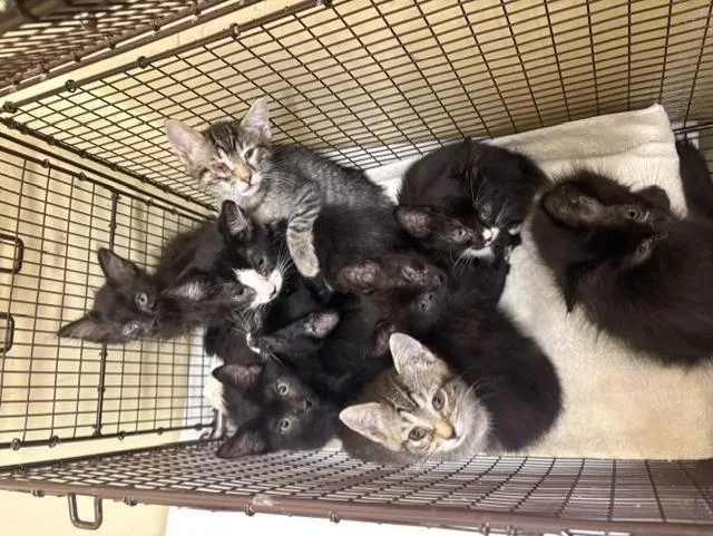 A baby small-sized male Domestic Short Hair cat named Dain for adoption in Tustin, CA