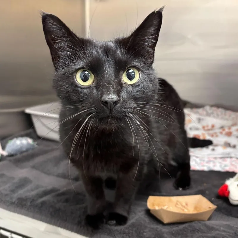 An adult medium-sized female Black Domestic Short Hair cat named Dark Kween for adoption in Newark, DE
