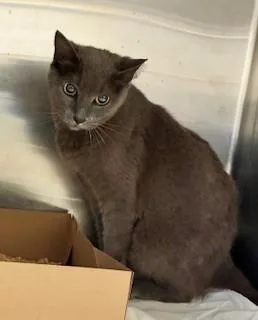 An adult medium-sized female Russian Blue cat named Ivana for adoption in Gainesville, FL