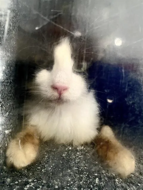 A young medium-sized male Domestic Short Hair cat named Spice for adoption in Dallas, TX