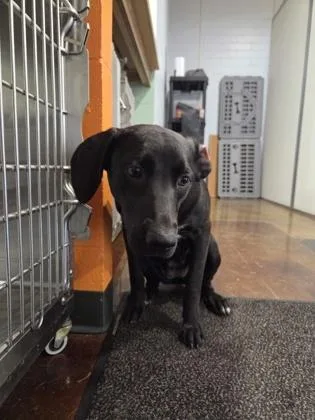 A young medium-sized female Mixed Breed dog named Scarlett for adoption in Cincinnati, OH