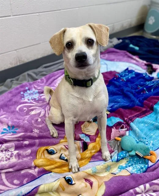 A young small-sized male Parson Russell Terrier dog named Peanut for adoption in Fort Wayne, IN