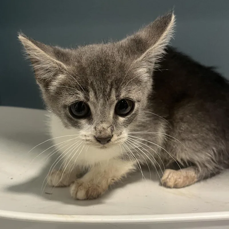 A baby small-sized female Brown / Chocolate Domestic Short Hair cat named Bogo for adoption in Chattanooga, TN