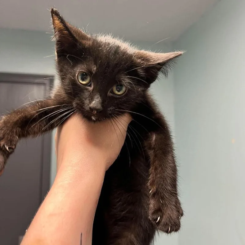 A baby small-sized male Black Domestic Short Hair cat named Cucumber for adoption in Edwardsville, IL