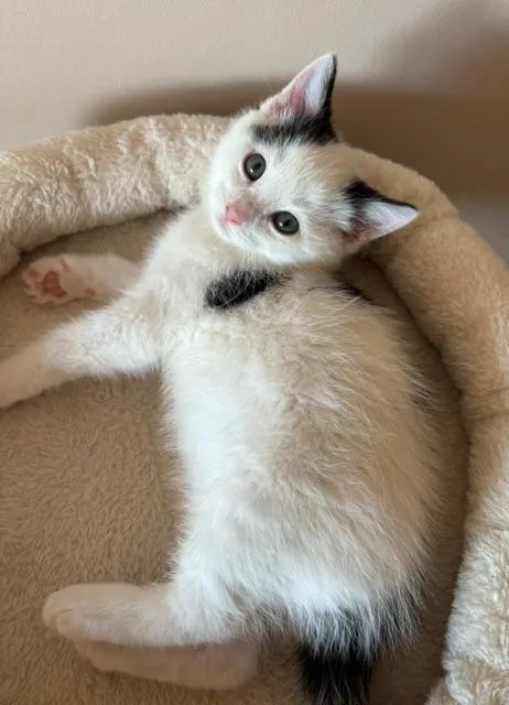 Beau