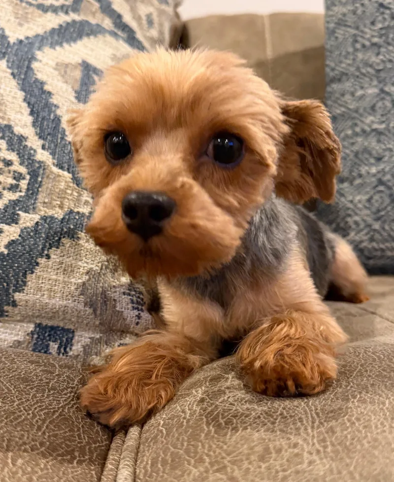An adult small-sized female Yorkshire Terrier dog named Pippa for adoption in Calera, AL