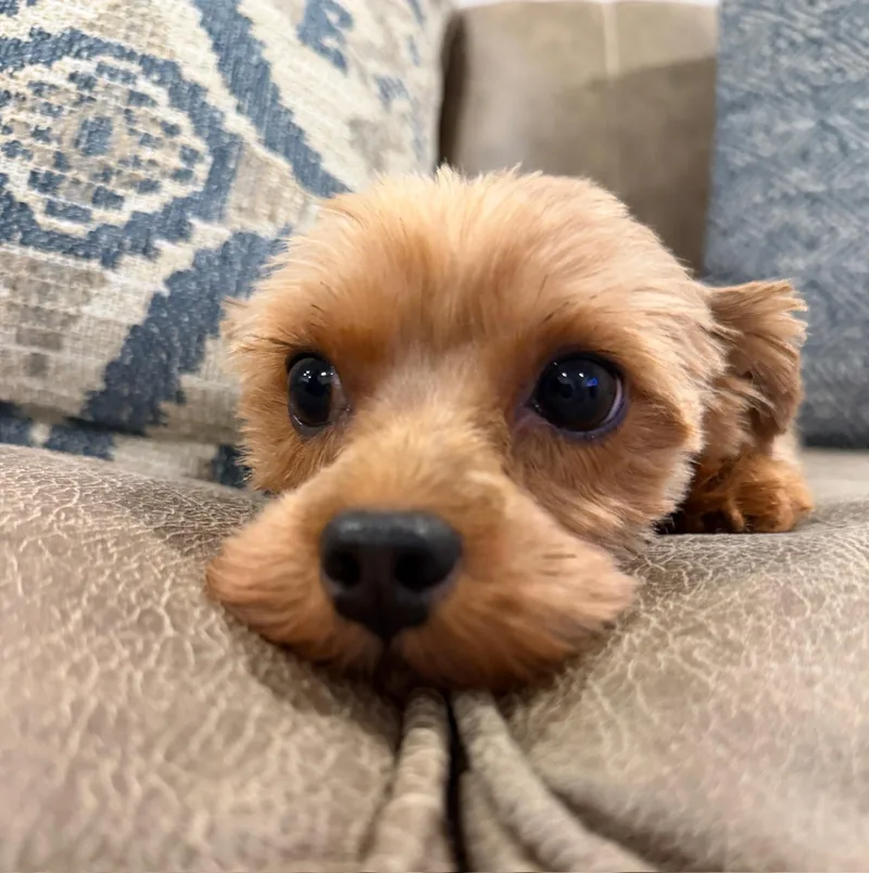 Pippa thumbnail 3