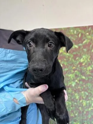 A young small-sized female Labrador Retriever dog named Reba for adoption in San Antonio, TX