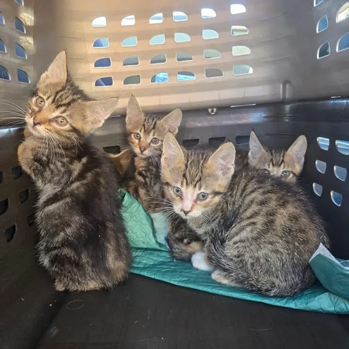 A baby small-sized male Buff / Tan / Fawn Domestic Short Hair cat named Agatha for adoption in Wichita, KS