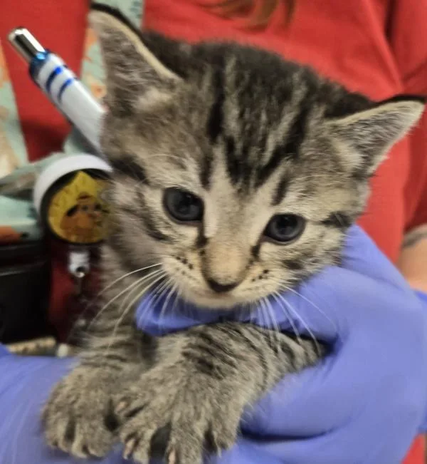 A baby small-sized male Domestic Short Hair cat named Vinnie for adoption in Raleigh, NC
