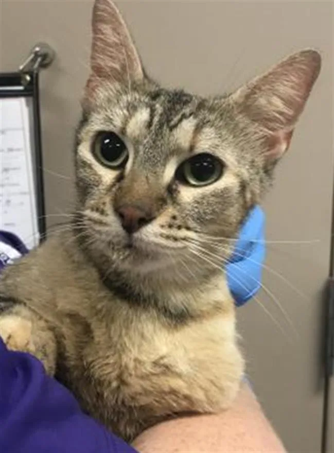 A young small-sized female Domestic Short Hair cat named A for adoption in Conroe, TX