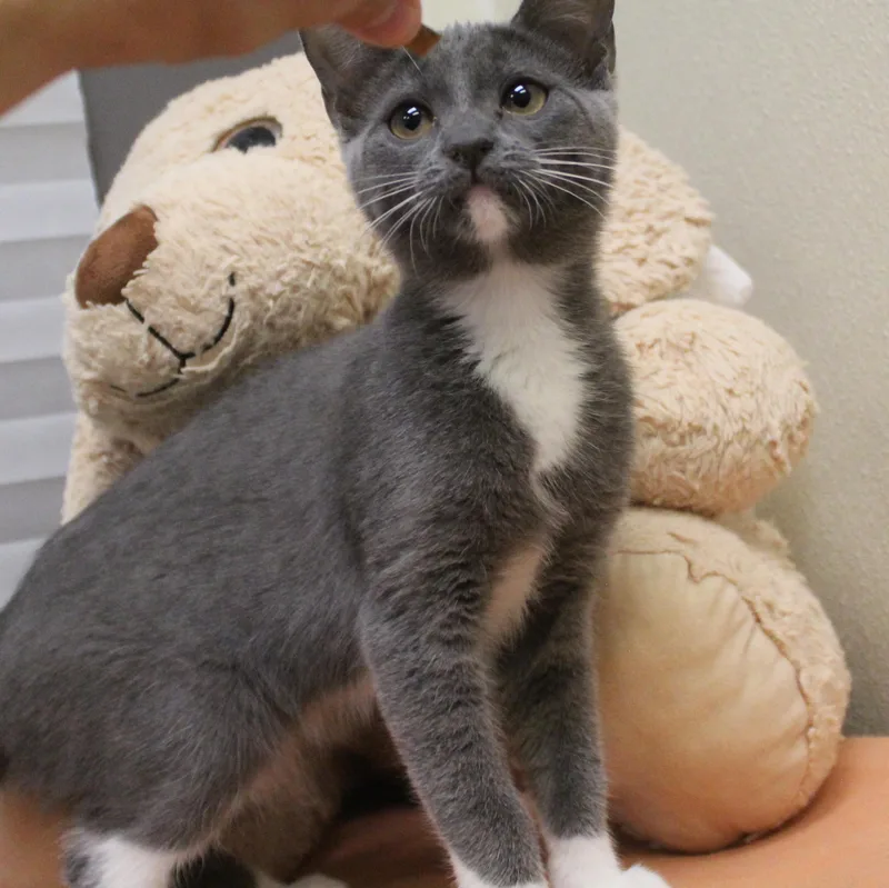 A baby medium-sized female Gray & White Domestic Short Hair cat named Stone for adoption in Yucca Valley, CA