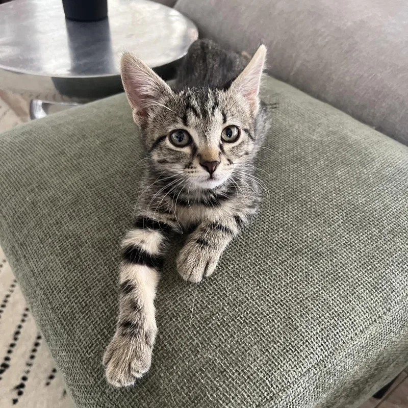 A baby small-sized male Brown / Chocolate Domestic Short Hair cat named Hank for adoption in Las Vegas, NV