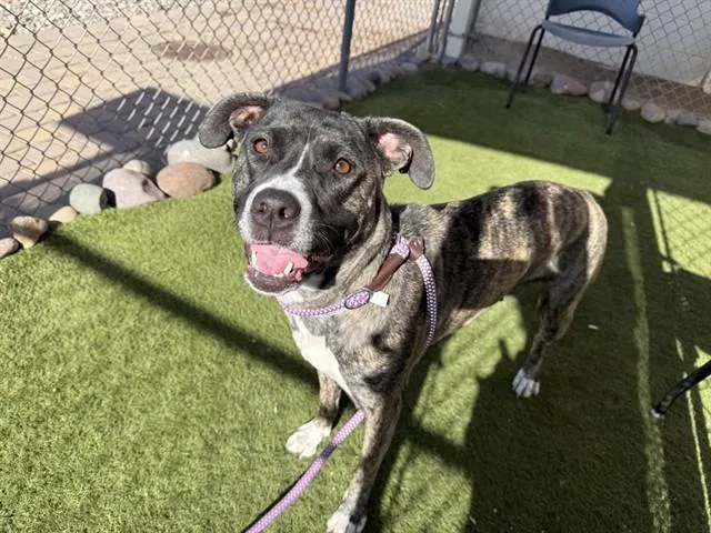 A young large-sized female Pit Bull Terrier dog named Trinity for adoption in Phoenix, AZ