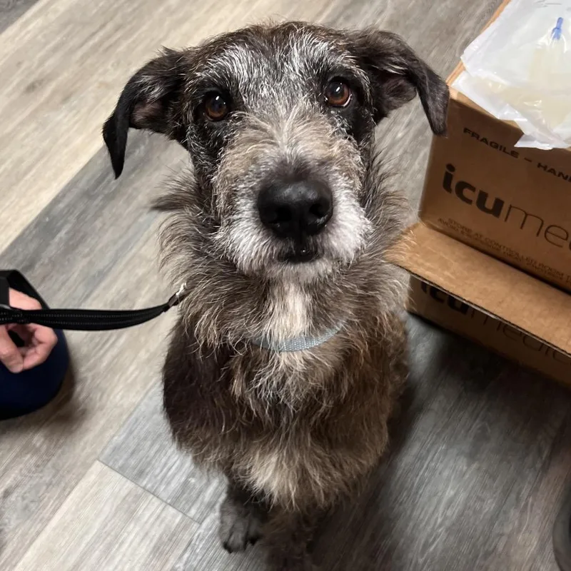 An adult medium-sized male Gray / Blue / Silver Mixed Breed dog named Bodhi for adoption in Pensacola, FL
