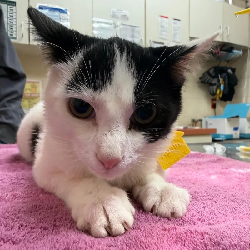A baby small-sized male Black Domestic Short Hair cat named Bean for adoption in Springfield, MA