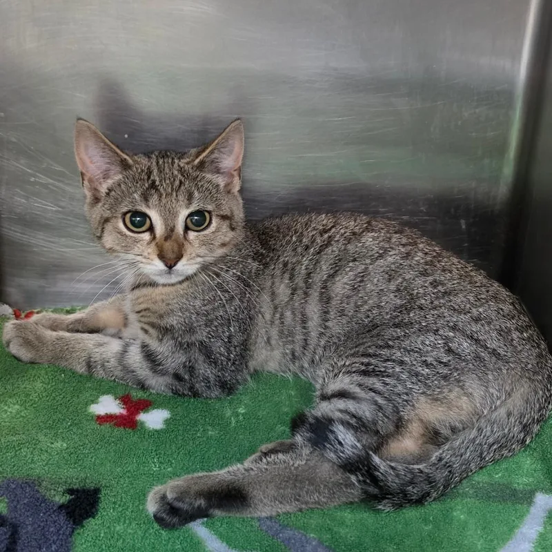 A baby small-sized male Brown / Chocolate Domestic Short Hair cat named Robbie for adoption in Philadelphia, PA