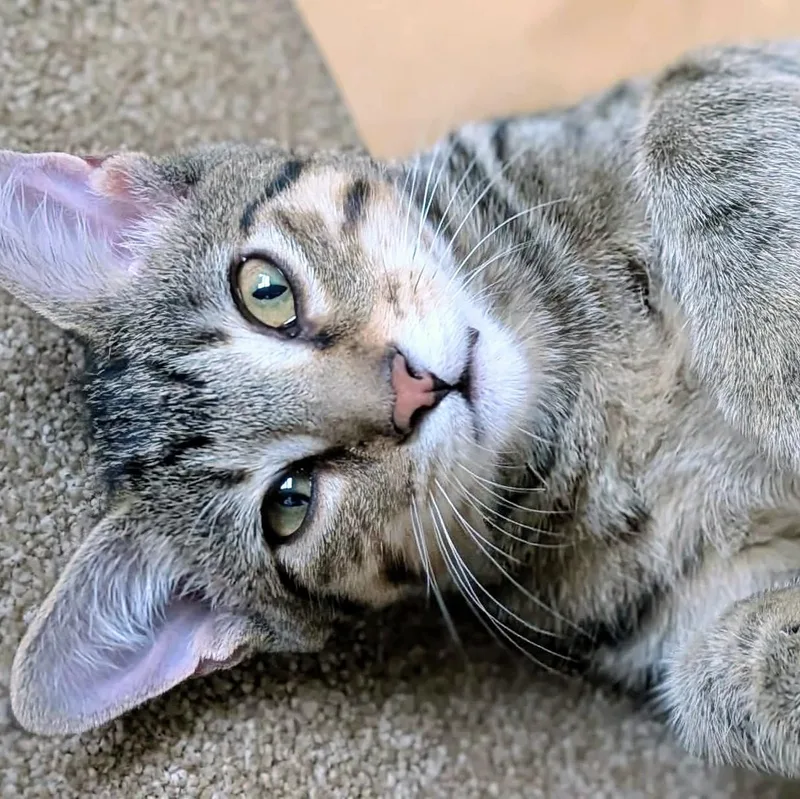 A baby medium-sized male Tabby (Brown / Chocolate) Domestic Short Hair cat named Twix for adoption in Johnsburg, IL