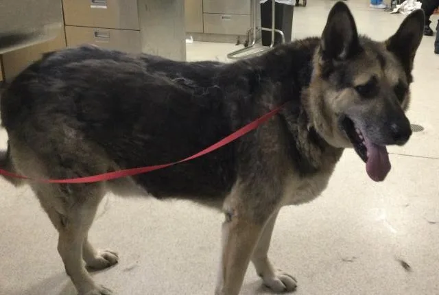 An adult large-sized male German Shepherd Dog dog named Max for adoption in Riverside, CA