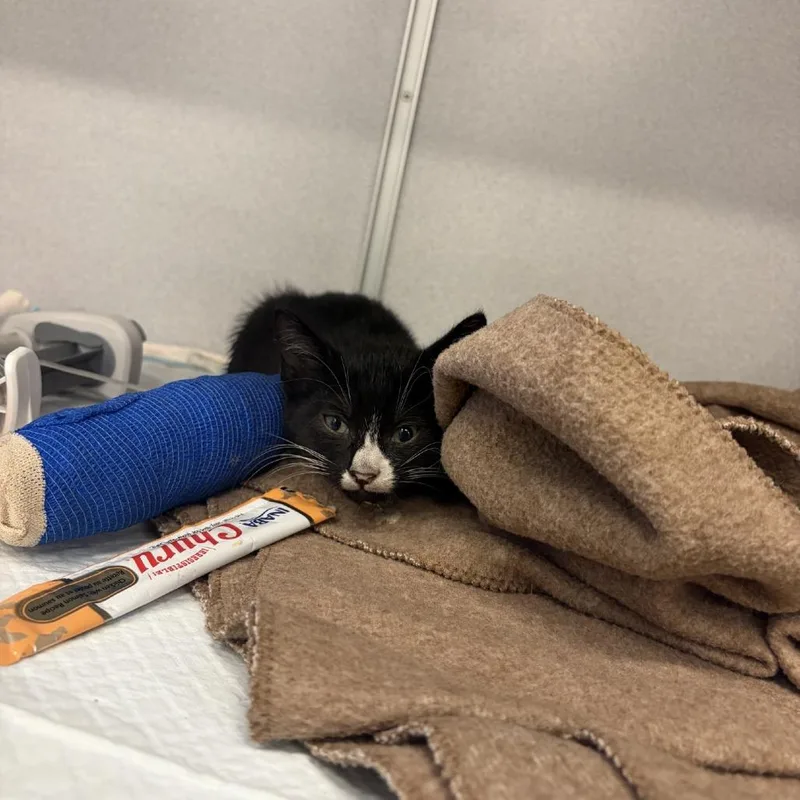 A baby small-sized male Black Domestic Short Hair cat named Skedaddle for adoption in West Palm Beach, FL