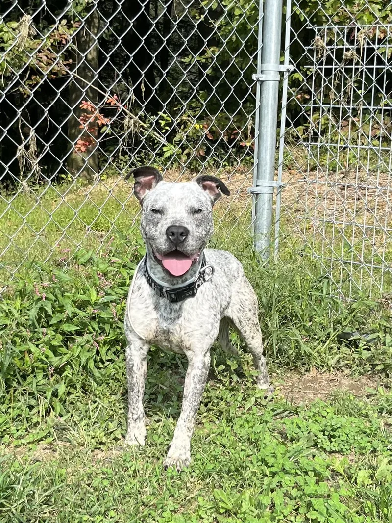 A young medium-sized male Pit Bull Terrier dog named Romeo for adoption in Fayetteville, WV
