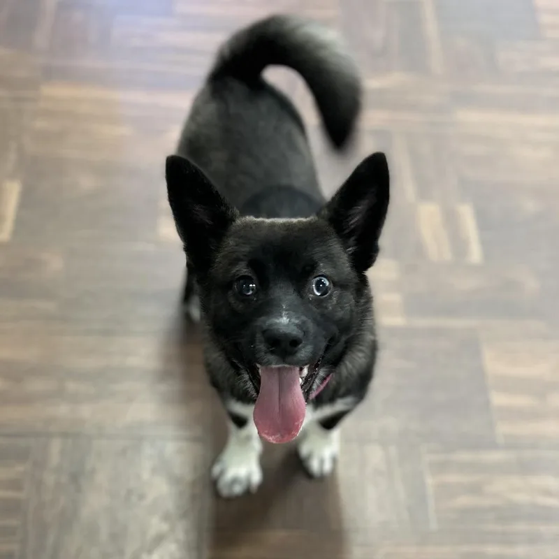 Kit