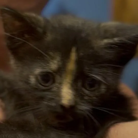 Buttercup