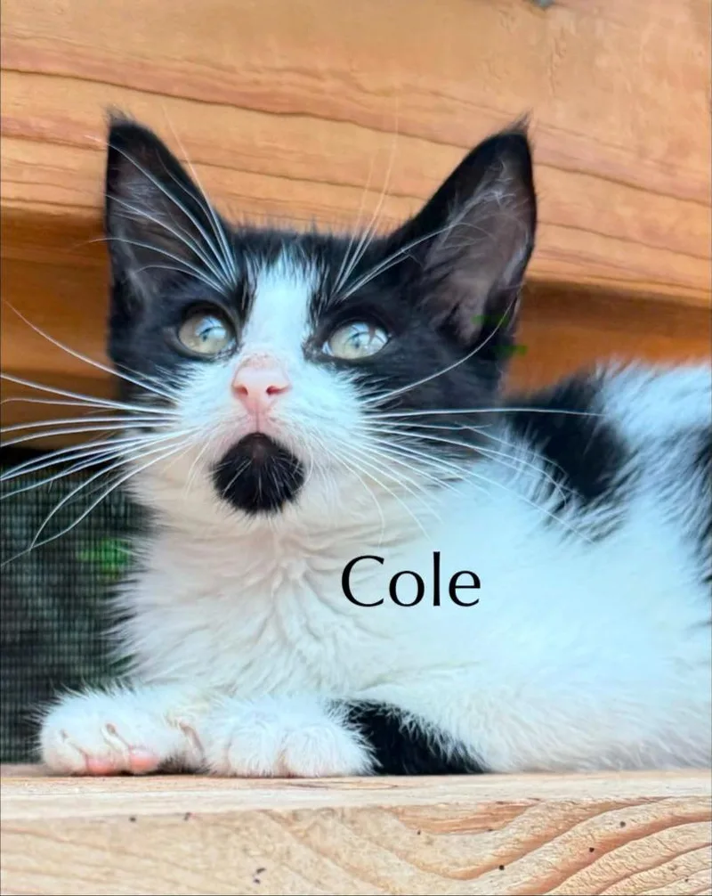 A baby medium-sized male Domestic Short Hair cat named Cole for adoption in Hoover , AL