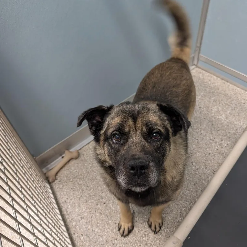 An adult medium-sized male Black Chow Chow dog named Tactix for adoption in Detroit Lakes, MN
