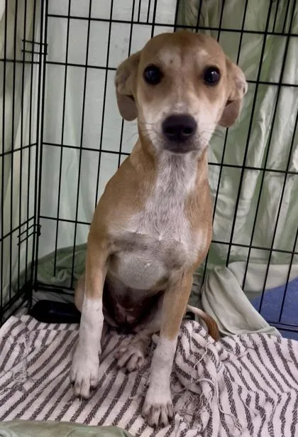 A baby medium-sized female Brown / Chocolate Mixed Breed dog named Bambi for adoption in Charleston, SC