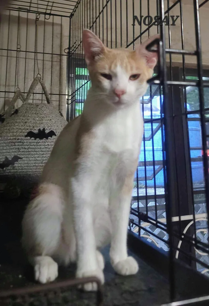 A young small-sized male Domestic Short Hair cat named Nosay for adoption in Villalba, PR