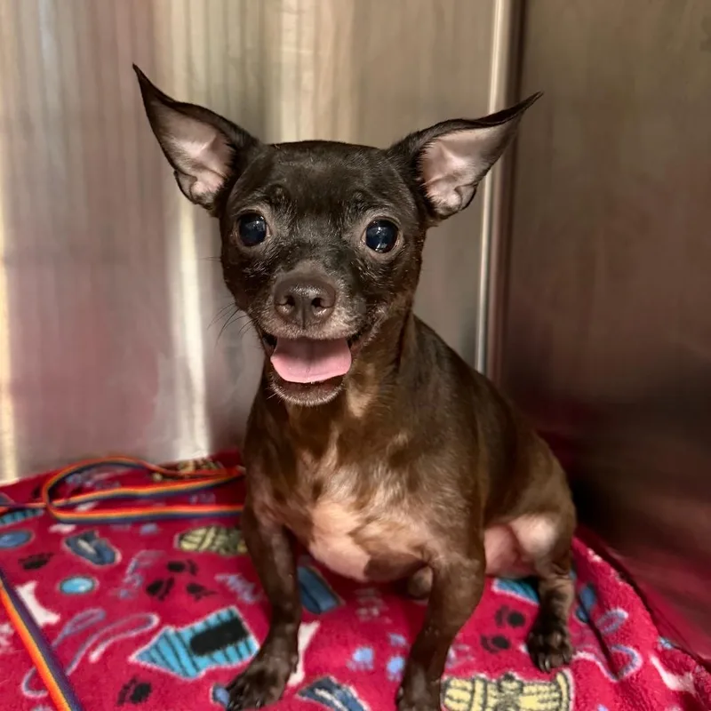 An adult small-sized male Black Chihuahua dog named Turmeric for adoption in Denison, TX