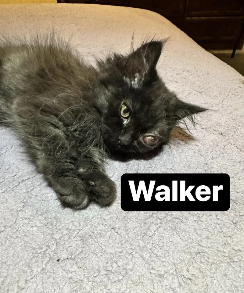 A baby small-sized female Domestic Long Hair cat named Walker for adoption in Absecon, NJ