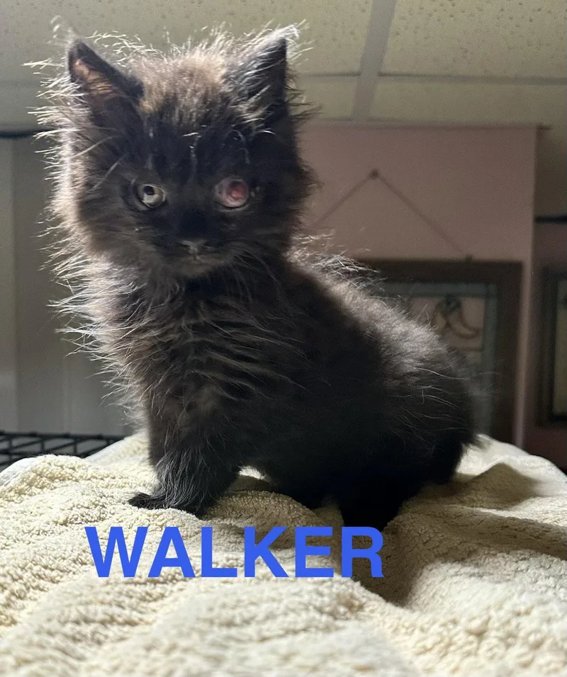 Walker thumbnail 2