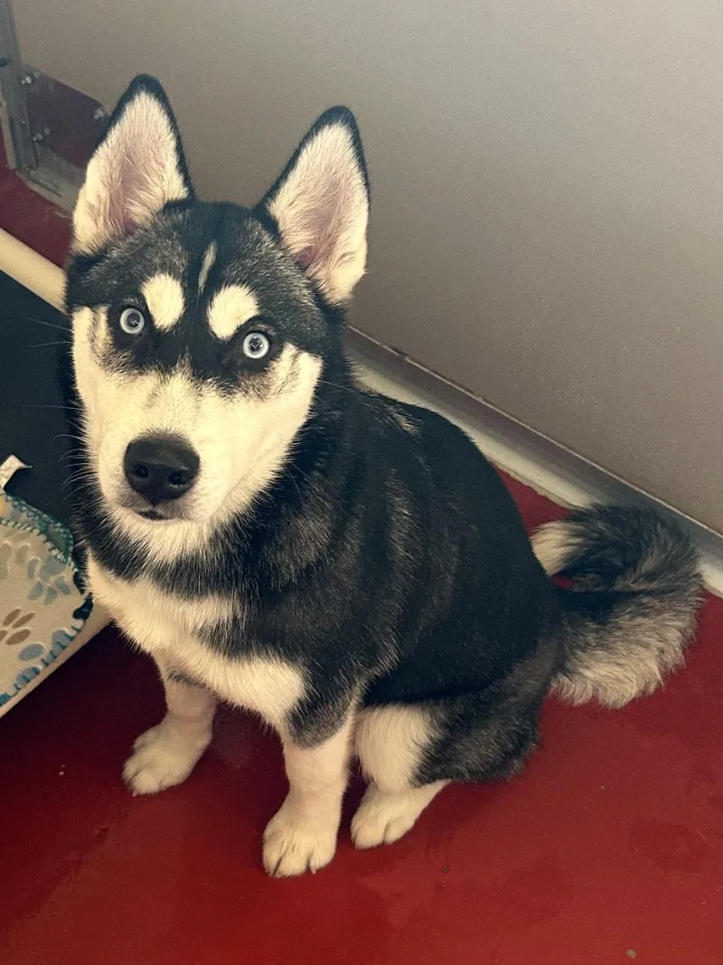 A young medium-sized female Black Husky dog named Maribel for adoption in Mason City, IA