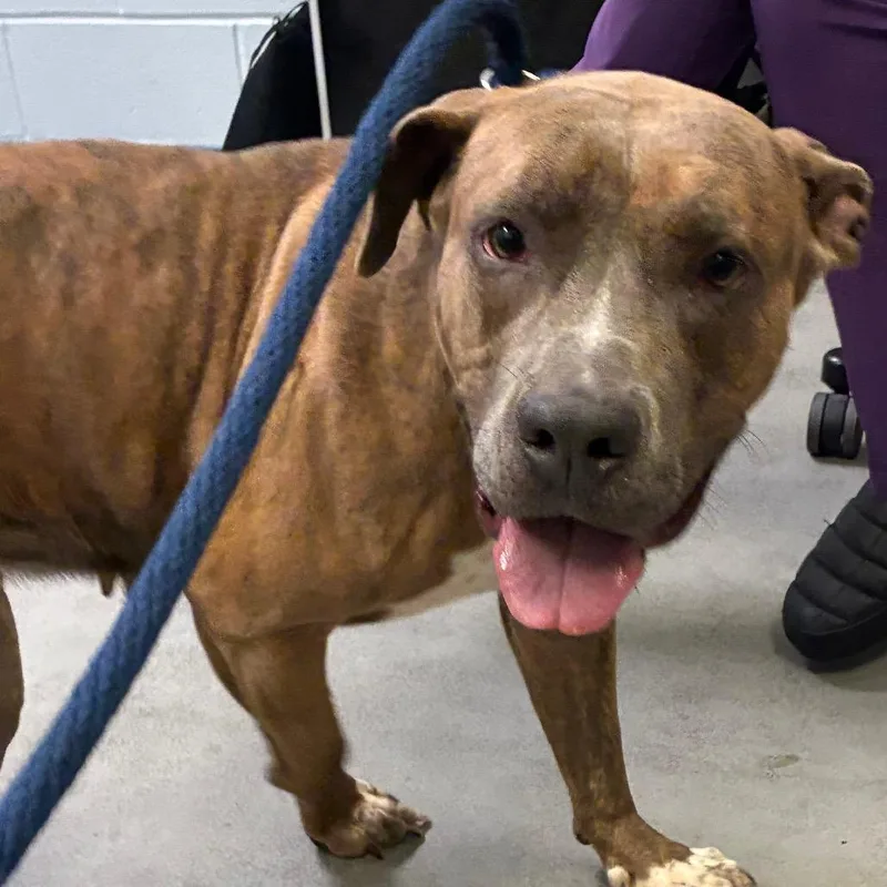 An adult medium-sized female Brindle Pit Bull Terrier dog named Morel for adoption in Philadelphia, PA