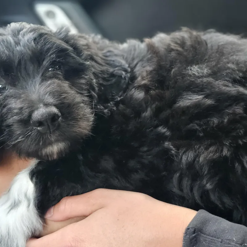 A baby medium-sized female Black Bernadoodle dog named Poppy So Il for adoption in O Fallon, IL