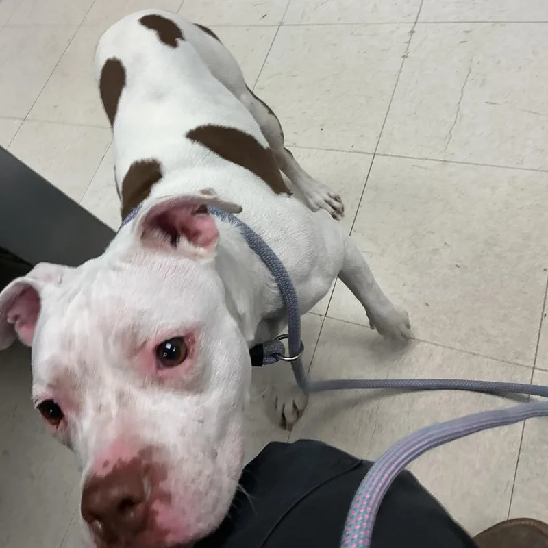 An adult medium-sized female White / Cream Pit Bull Terrier dog named Toast for adoption in St Joseph, MO