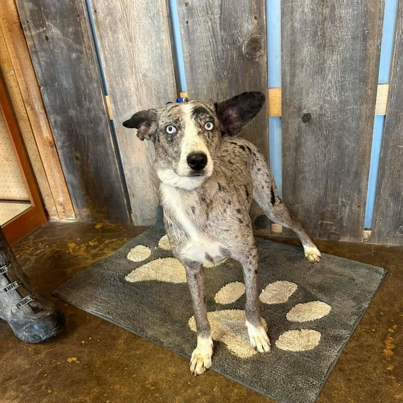 A young medium-sized female Catahoula Leopard Dog dog named Lassie   $ for adoption in Milwaukee, WI
