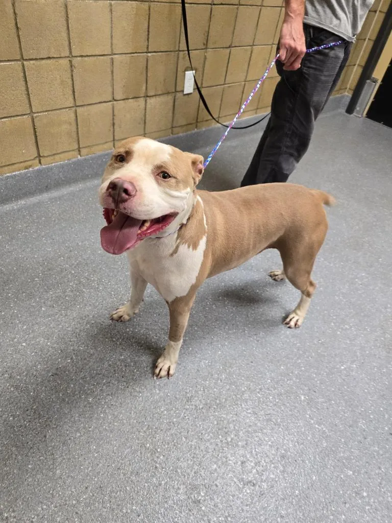 An adult large-sized male Pit Bull Terrier dog named Bullet for adoption in Greenfield, IN