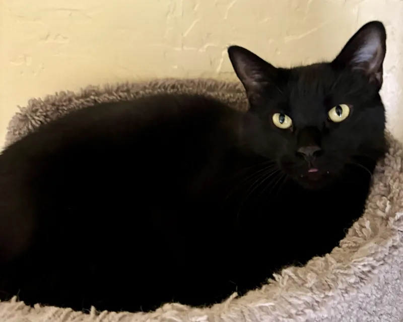 An adult medium-sized male Tabby cat named WAYNE and WALLY for adoption in Prescott, AZ