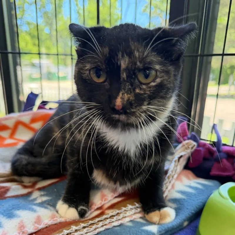 A young small-sized female Calico Domestic Short Hair cat named Charmaine for adoption in Deerfield, IL
