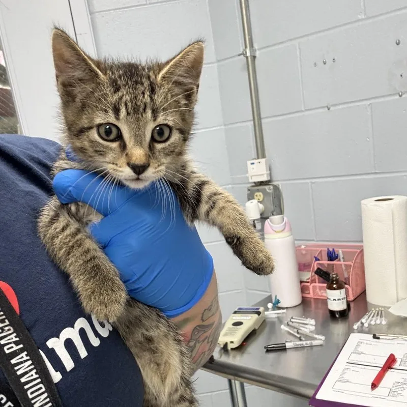 A baby small-sized male Brown / Chocolate Domestic Short Hair cat named Nathan for adoption in Indianapolis, IN