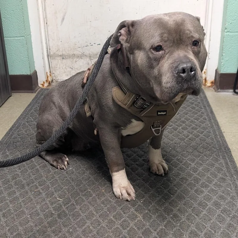 An adult small-sized female Gray / Blue / Silver Pit Bull Terrier dog named Megan for adoption in Birdsboro, PA