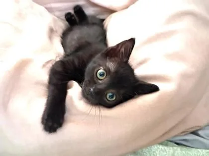 A baby small-sized female Domestic Short Hair cat named Peanut for adoption in Honolulu, HI