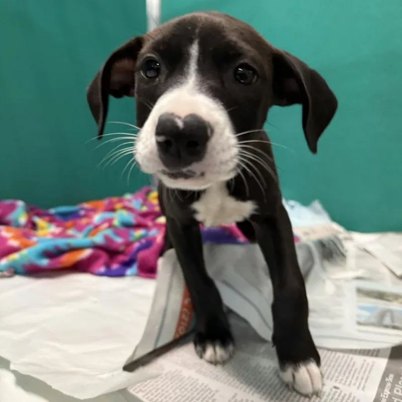 A baby small-sized female Terrier dog named Moni for adoption in San Antonio, TX