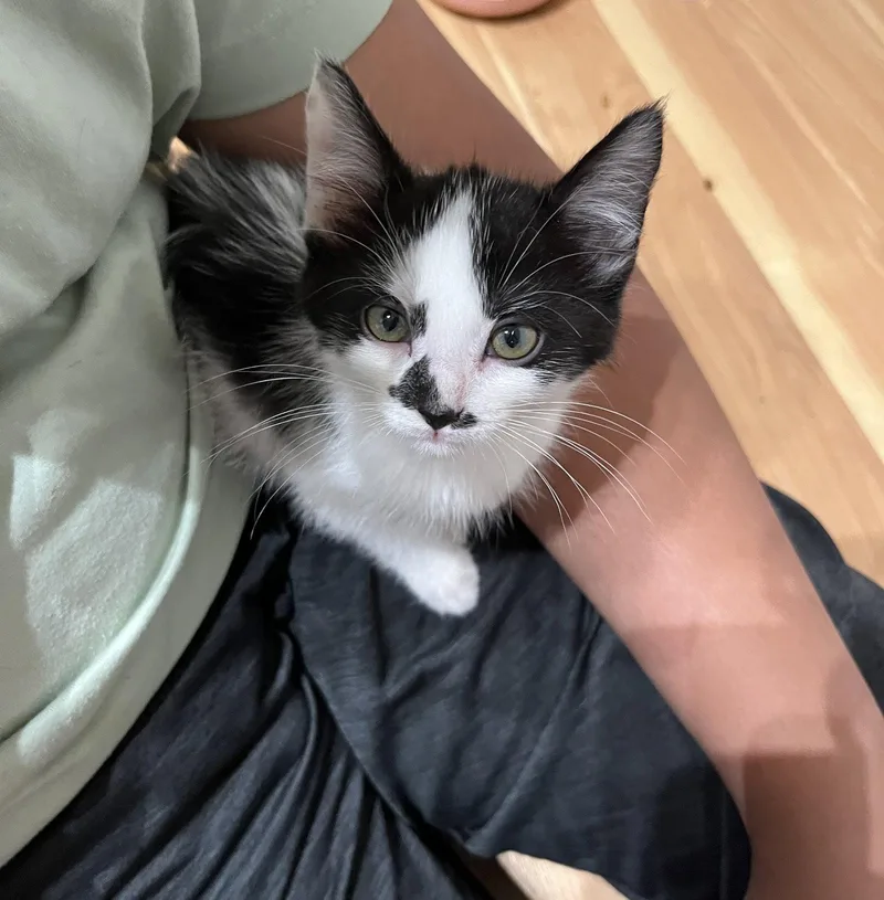 A baby small-sized female Gray / Blue / Silver Domestic Short Hair cat named Belle for adoption in Columbus, IN