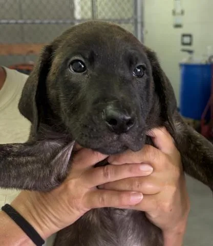 A baby small-sized female Mixed Breed dog named Simone for adoption in Pensacola, FL