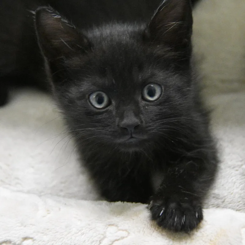 A baby small-sized female Black Domestic Short Hair cat named Gummy Worm for adoption in Columbus, NC