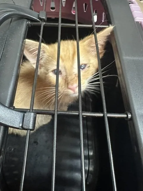 A baby small-sized male Domestic Short Hair cat named Orange Cycle for adoption in Rome, GA
